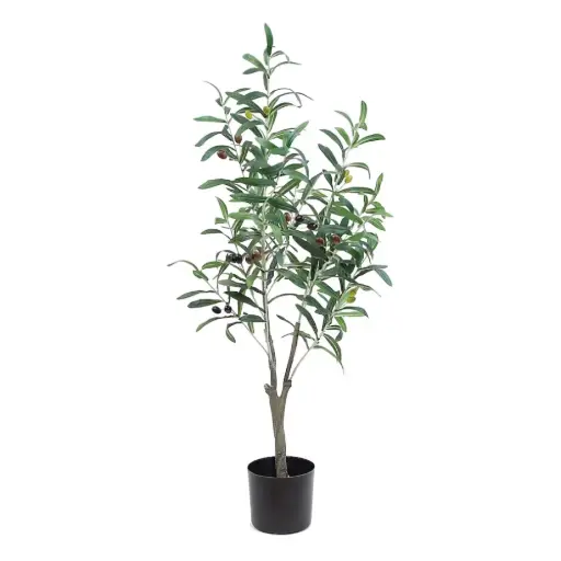 [255089] Olive Tree 1.3M 